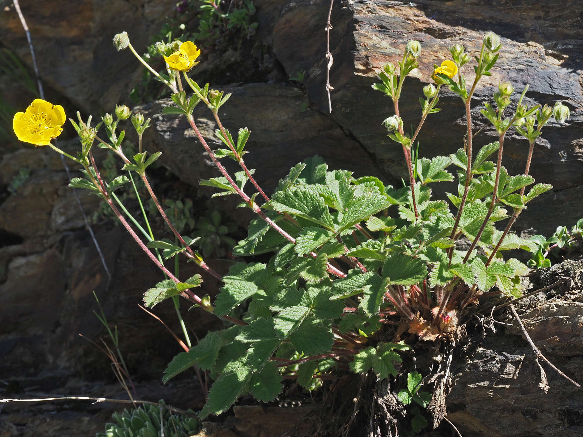 Image de Potentille à grandes fleurs