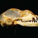 Hipposideros macrobullatus Tate 1941 resmi