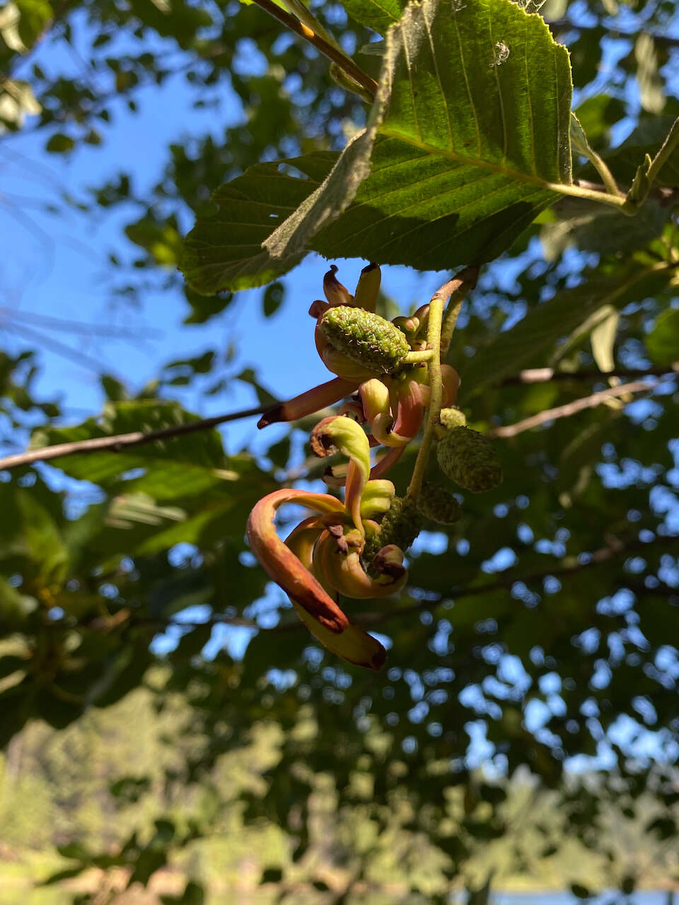 Plancia ëd Taphrina occidentalis W. W. Ray 1939