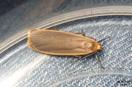 Image of common footman