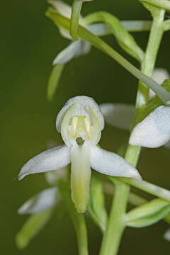 Слика од Platanthera mixta Efimov