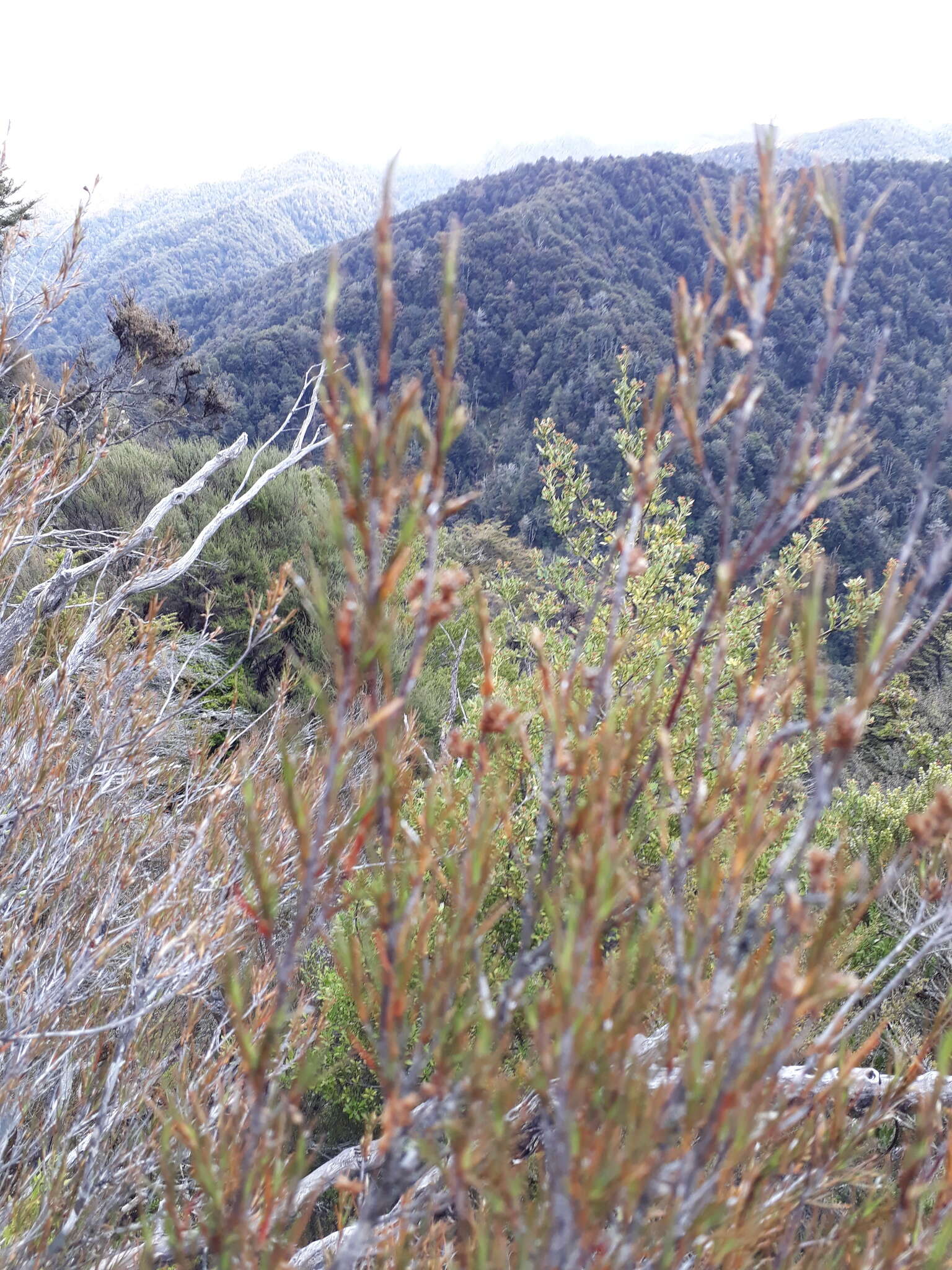 Image of Dracophyllum subulatum Hook. fil.