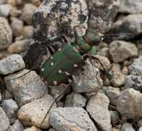 Image of Cicindela (Cicindela) maroccana pseudomaroccana Roeschke 1891