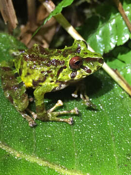 Sivun Pristimantis eriphus (Lynch & Duellman 1980) kuva