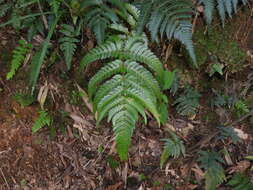 Imagem de Dryopteris varia (L.) O. Kuntze