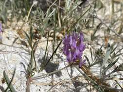 Image of Fish Slough milkvetch