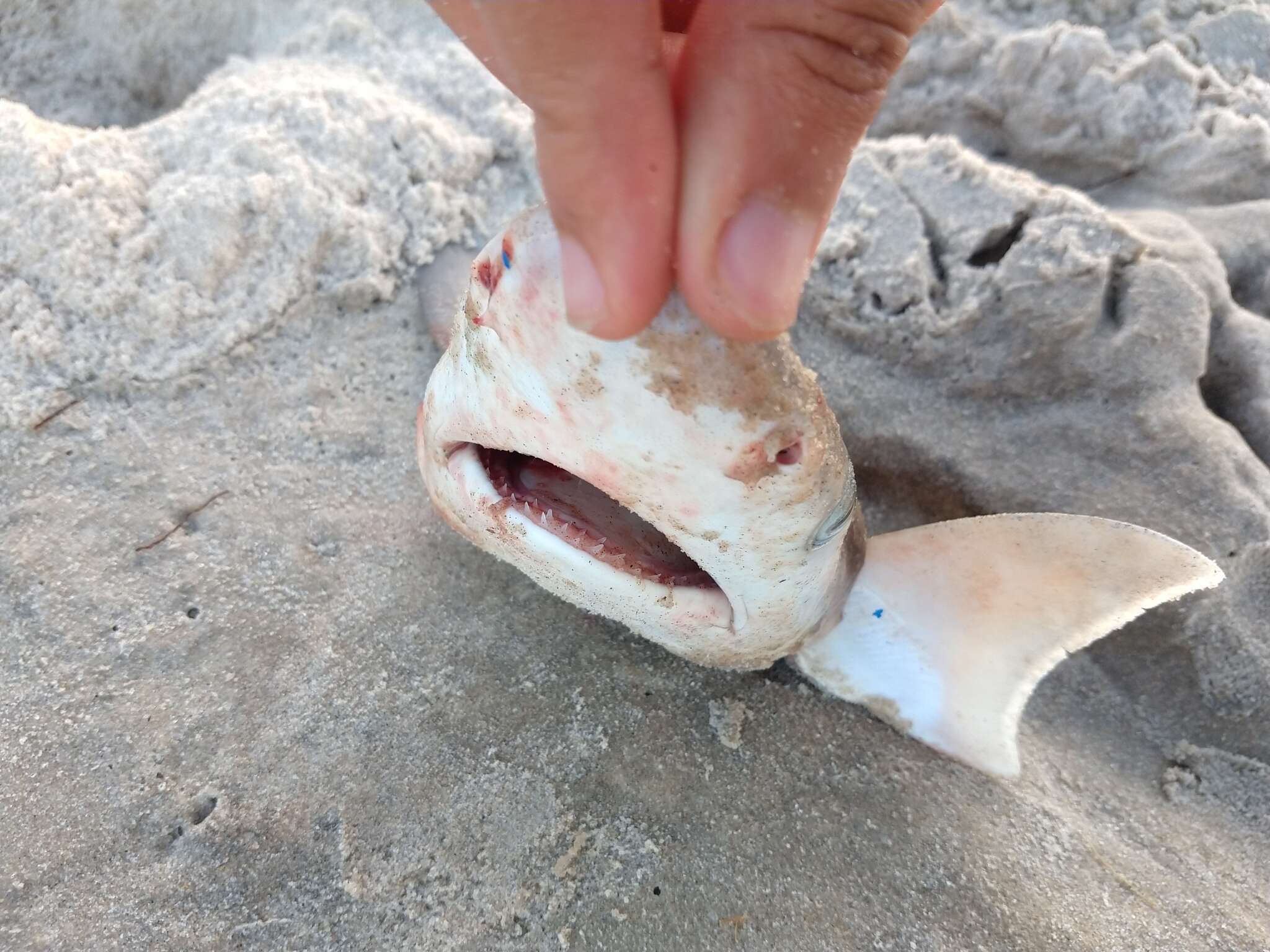 Image of Brazilian Sharpnose Shark