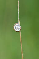 Image of Heath Snail