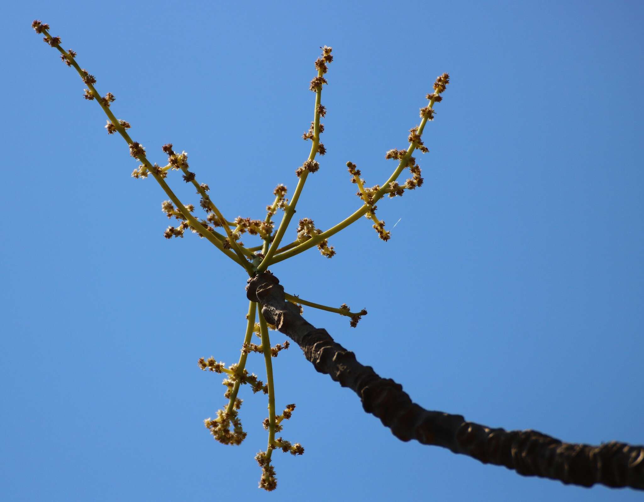 Image de Spondias pinnata (L. fil.) Kurz