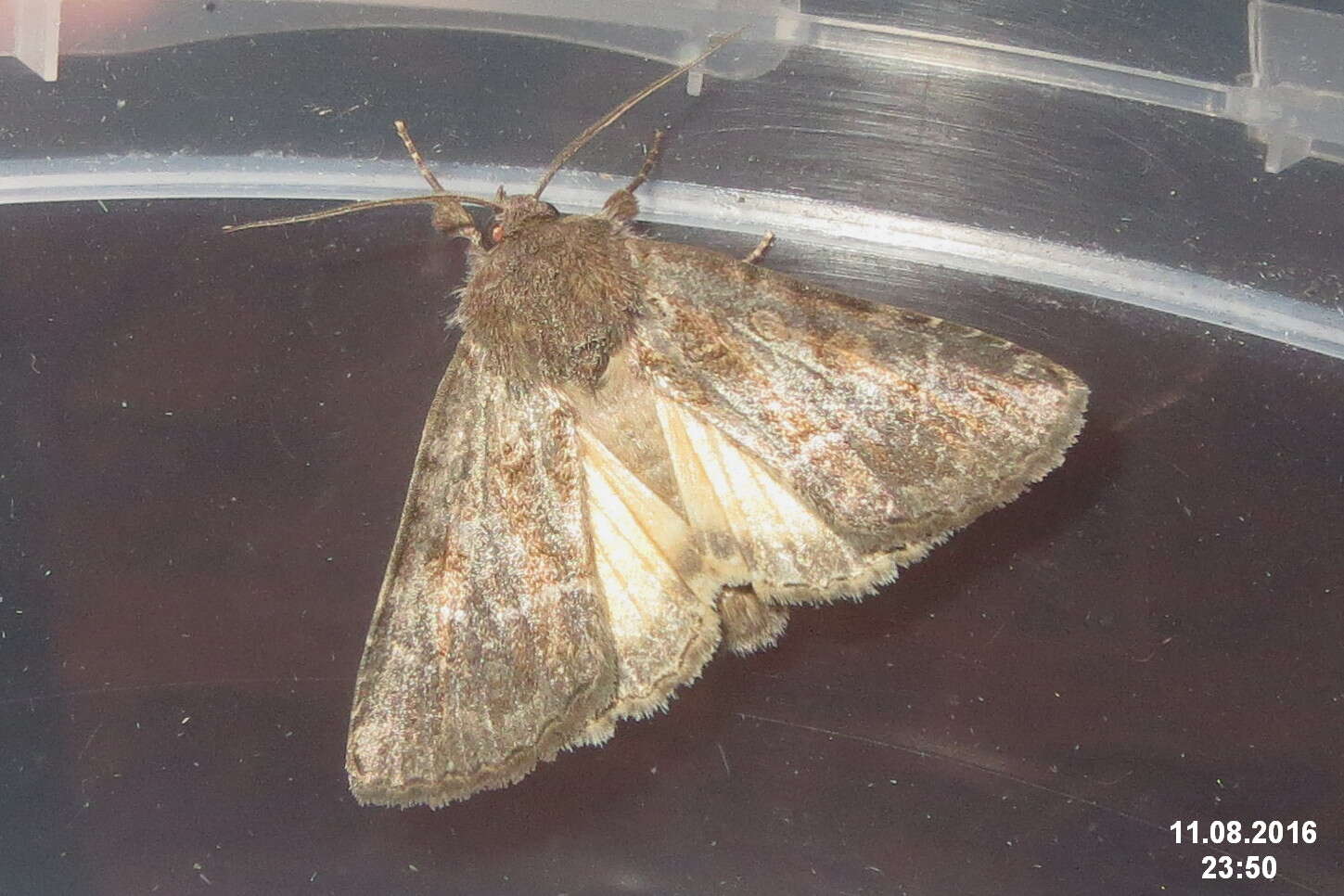 Image of straw underwing