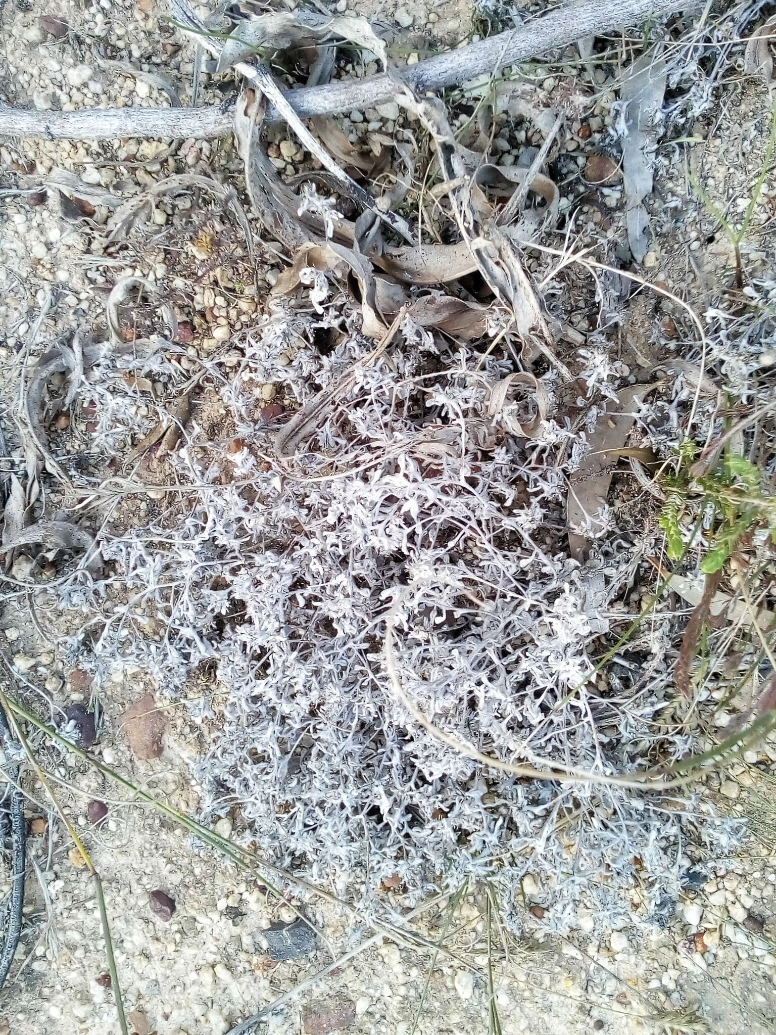 Sivun Helichrysum indicum (L.) Grierson kuva