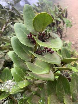 Image of Griselinia scandens (Ruiz & Pav.) Taub.