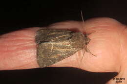 Image of straw underwing