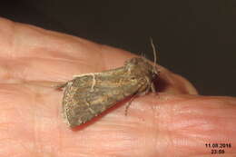 Image of straw underwing