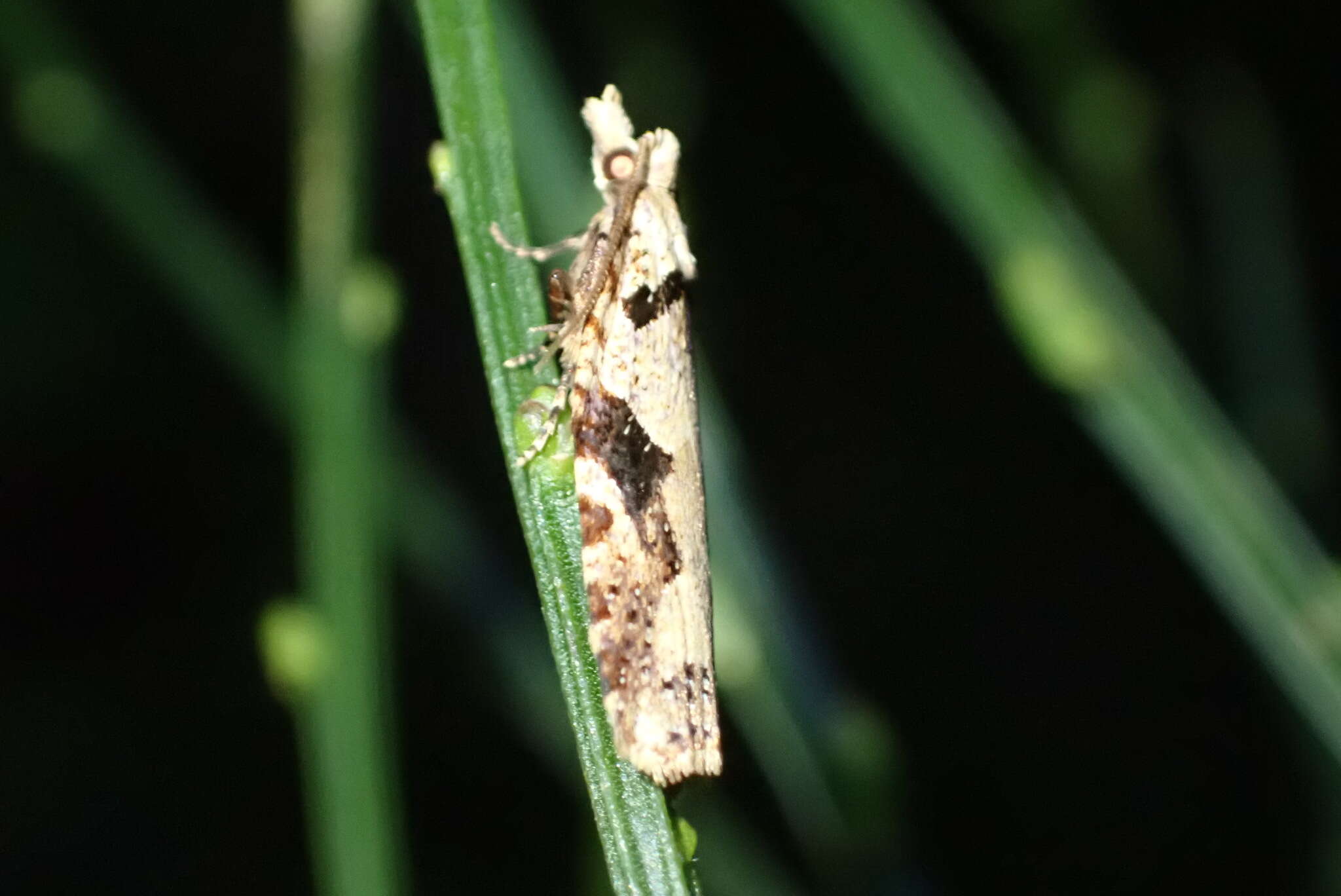 Image of brownheaded leafroller