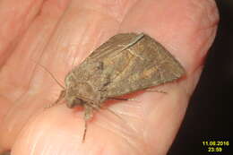 Image of straw underwing