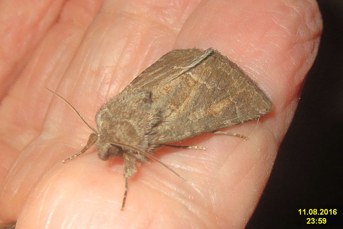 Image of straw underwing