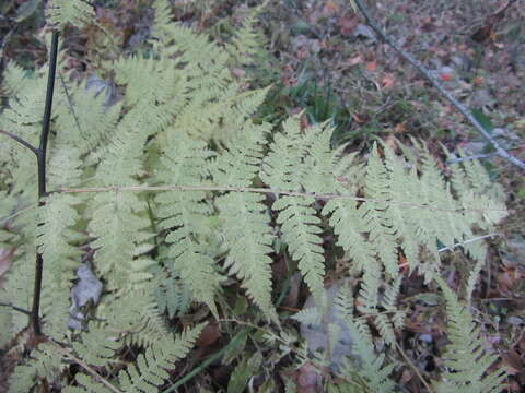 Image of Macrothelypteris viridifrons (Tag.) Ching