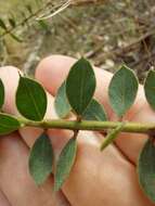 Image of Acacia cremiflora B. J. Conn & Tame