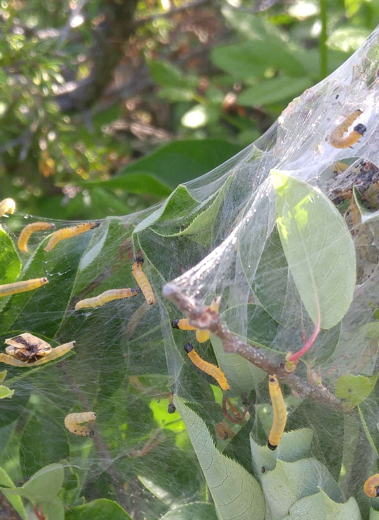 Image of Ugly-nest Caterpillar