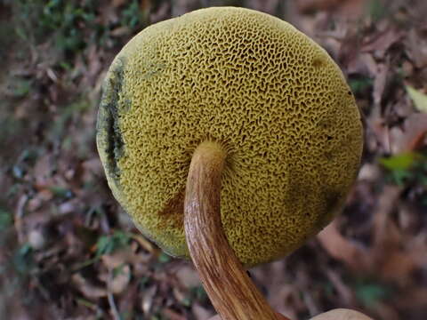 Image de Hortiboletus coccyginus