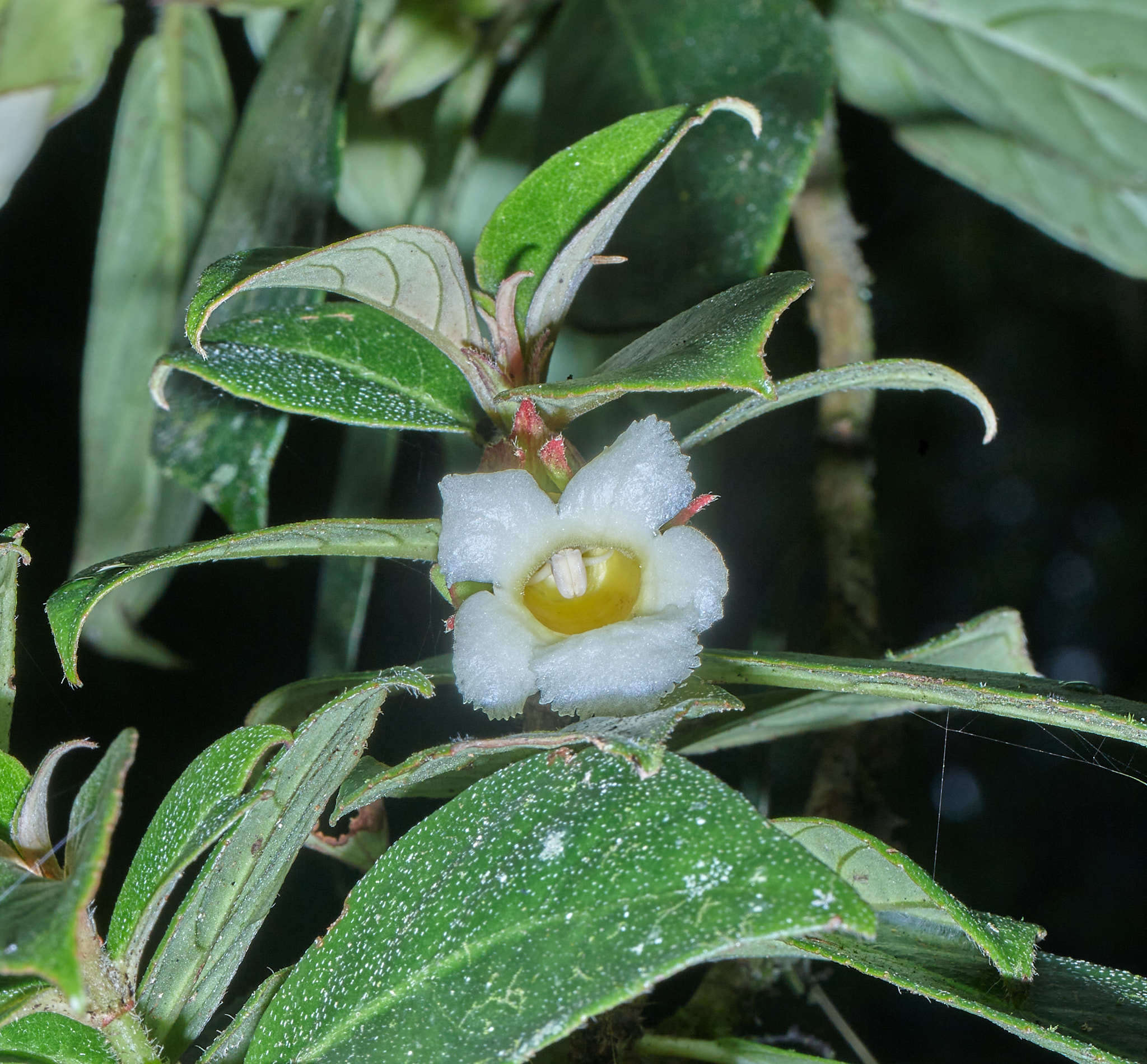 Imagem de Drymonia oinochrophylla (Donn. Sm.) D. N. Gibson