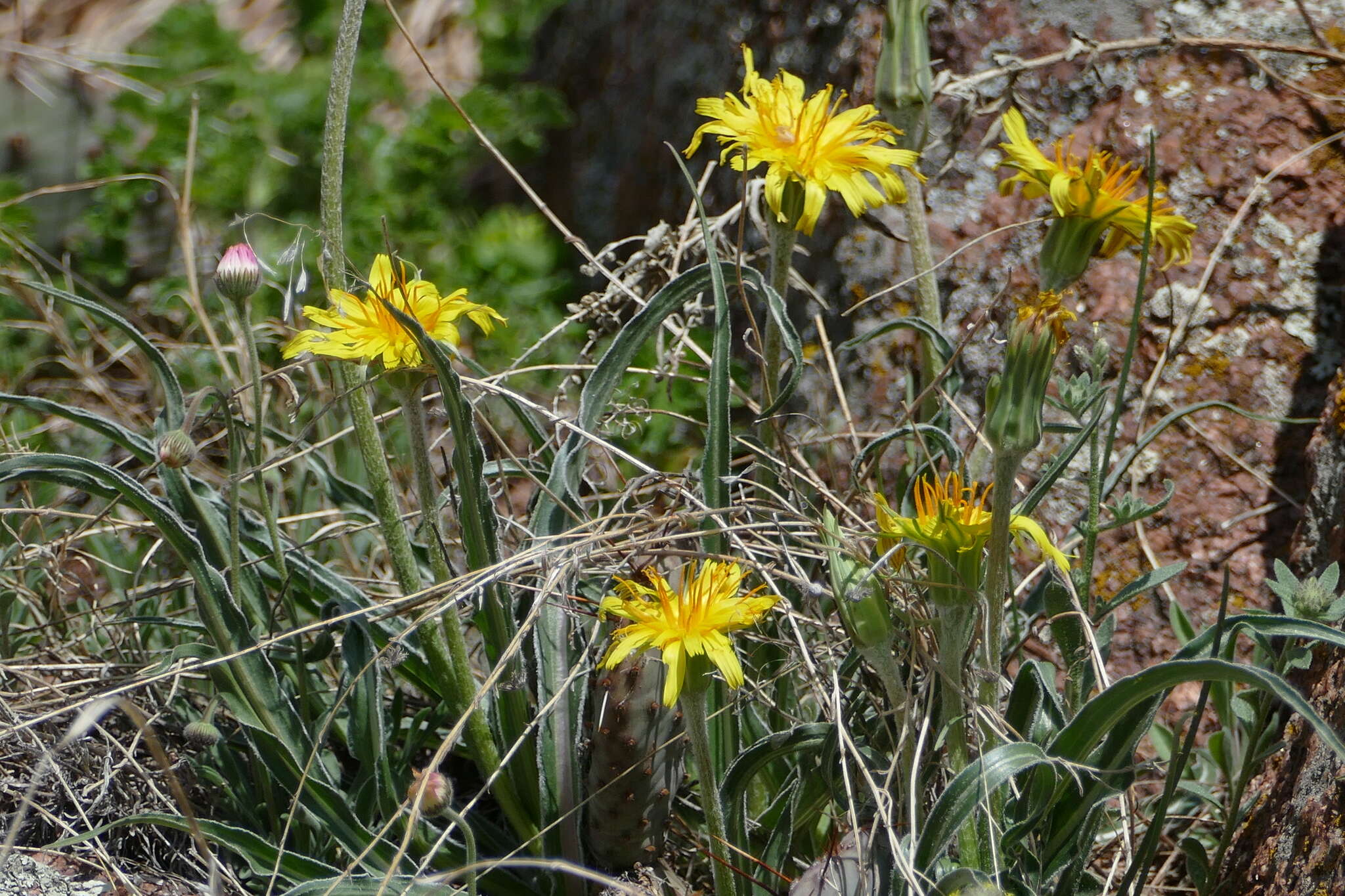 Image of prairie false dandelion