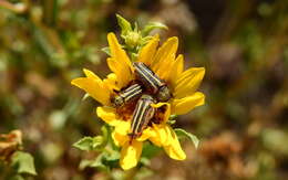 Image of Lasionota alternans (Chevrolat 1838)