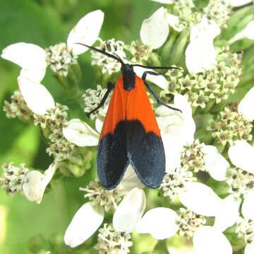 Image of Black-and-yellow Lichen Moth