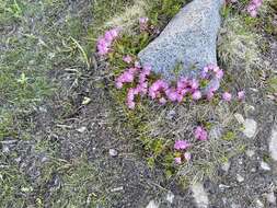 Image of <i>Kalmia <i>microphylla</i></i> var. microphylla