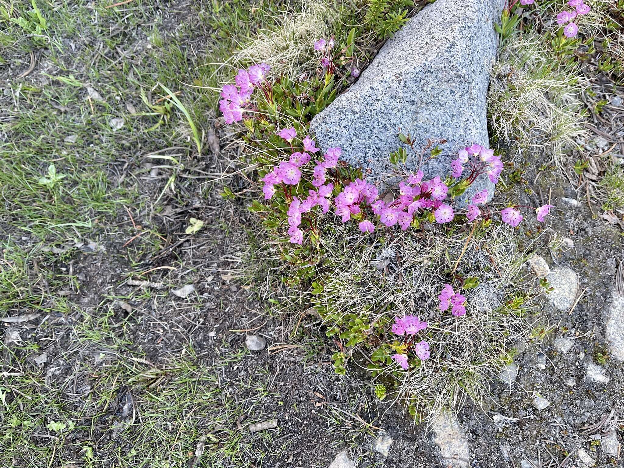 Image of <i>Kalmia <i>microphylla</i></i> var. microphylla