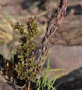 Image de Myrothamnus flabellifolius (Sond.) Welw.