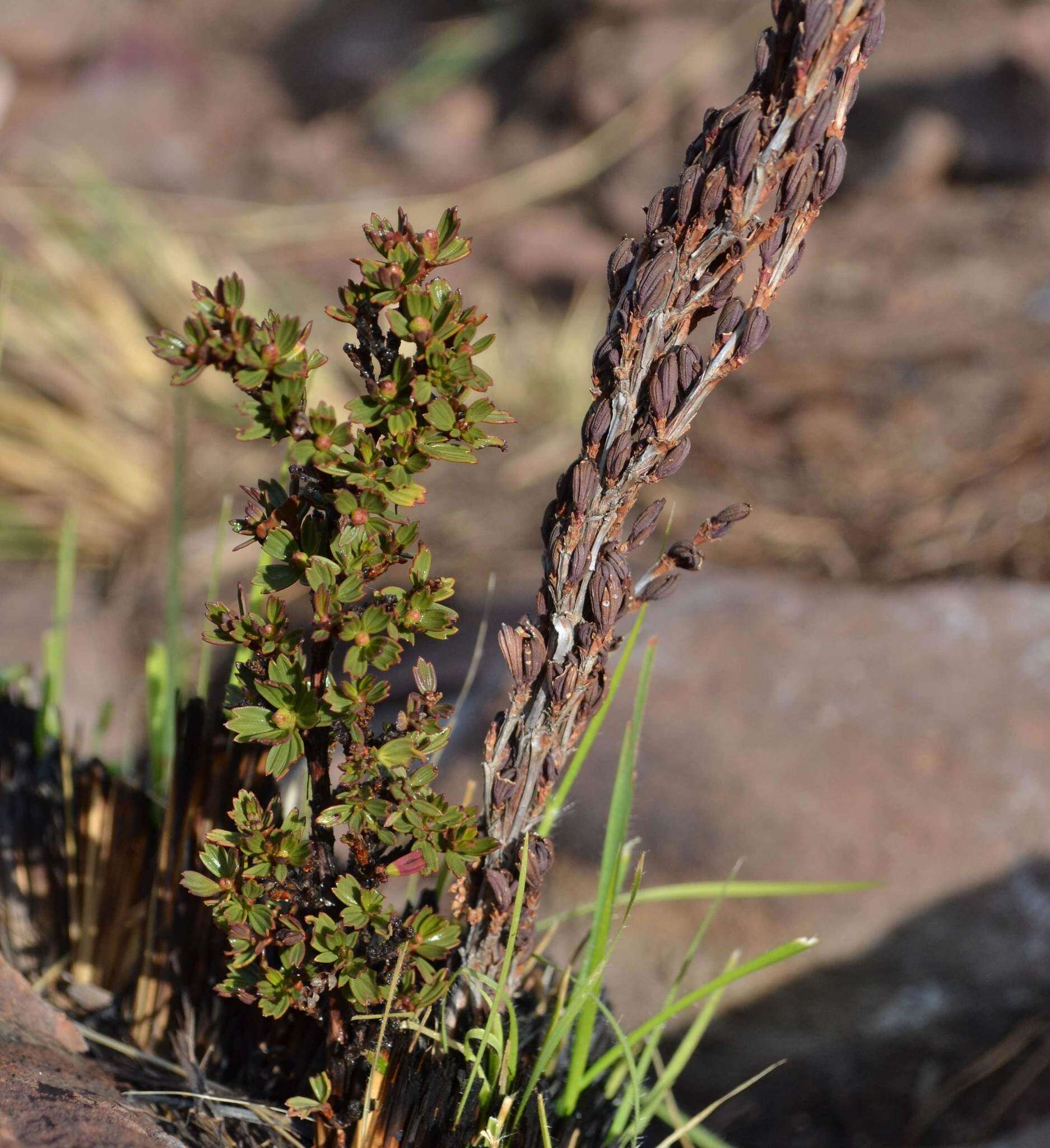 صورة Myrothamnus flabellifolius (Sond.) Welw.