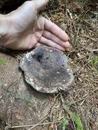 Image of Russula dissimulans Shaffer 1962