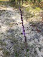 Liatris tenuifolia Nutt. resmi