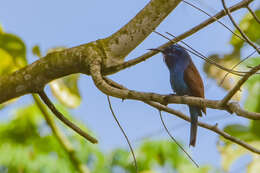 Image of Blue-headed Bee-eater