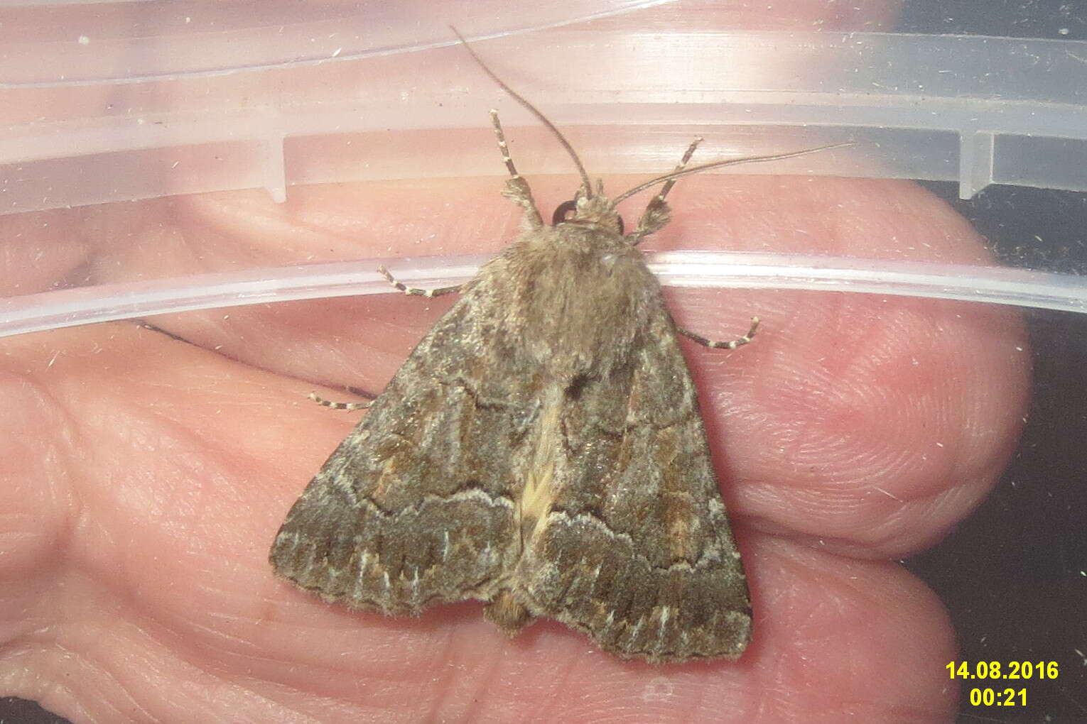 Image of straw underwing