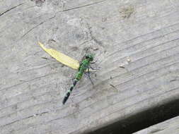 Image of Eastern Pondhawk