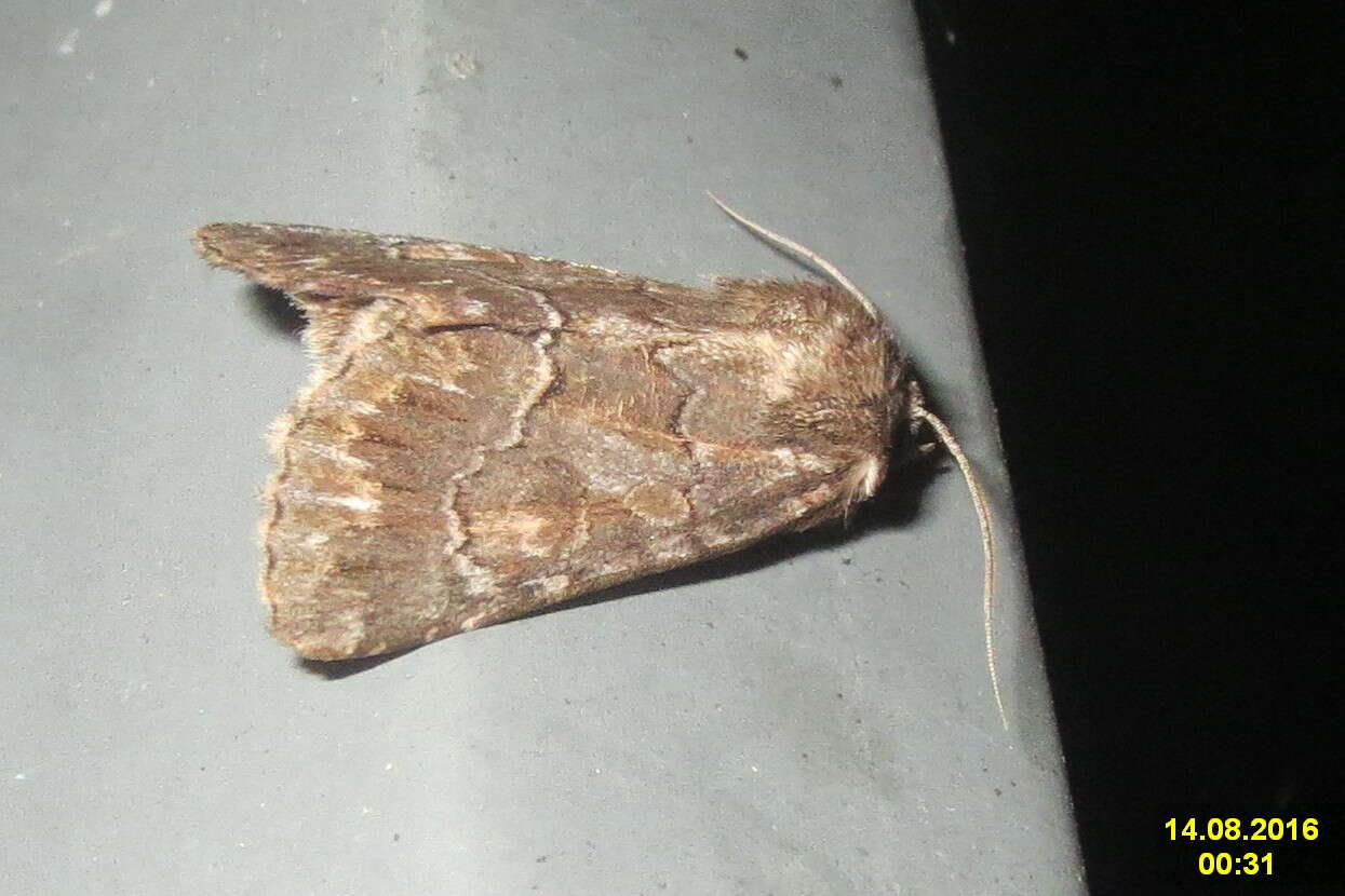 Image of straw underwing