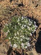 Image of Phlox caespitosa subsp. caespitosa