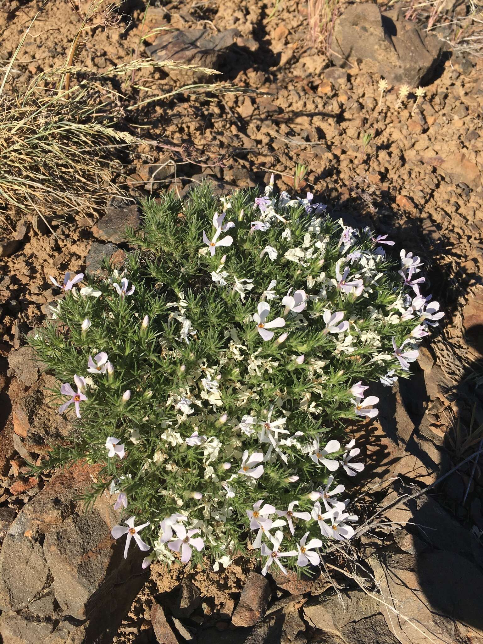 Image of Phlox caespitosa subsp. caespitosa