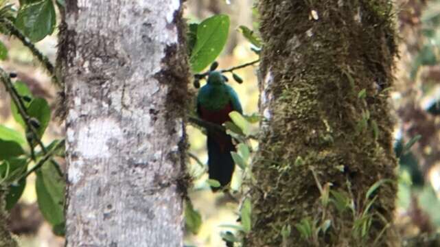 Image de Quetzal doré