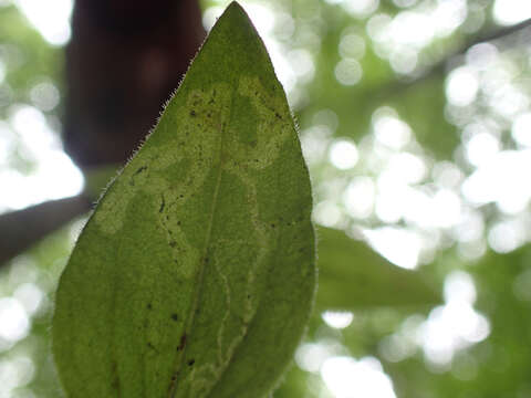 Image of Liriomyza galiivora Spencer 1969