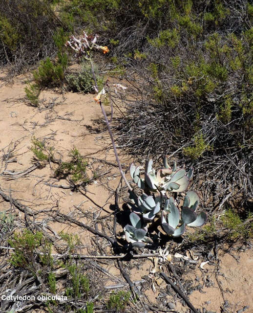 Image of Cotyledon orbiculata var. spuria (L.) Tölken