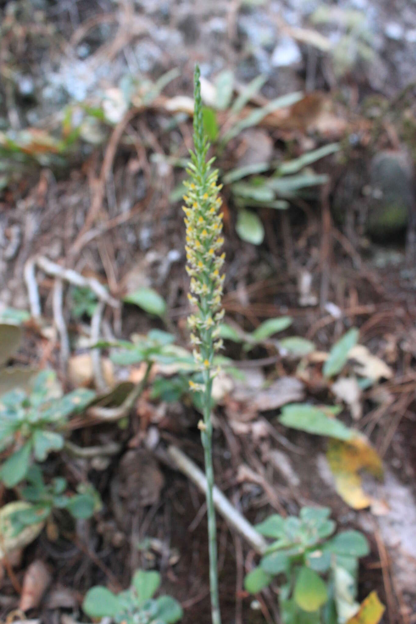 Image of Galeoglossum tubulosum (Lindl.) Salazar & Soto Arenas