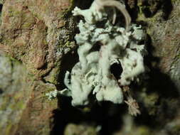 Image of Ramalina baltica Lettau