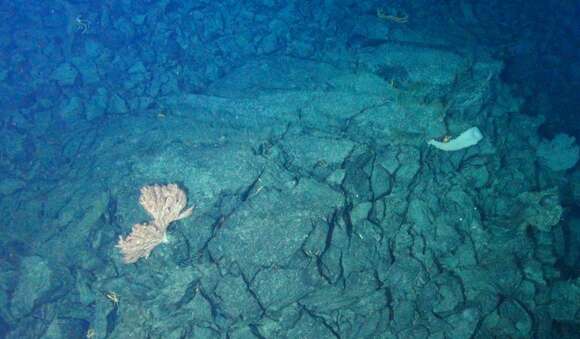 Image of Pacific red tree coral