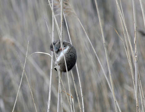 Image of Marsh Oryzomys