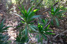 Слика од Phyllanthus epiphyllanthus L.