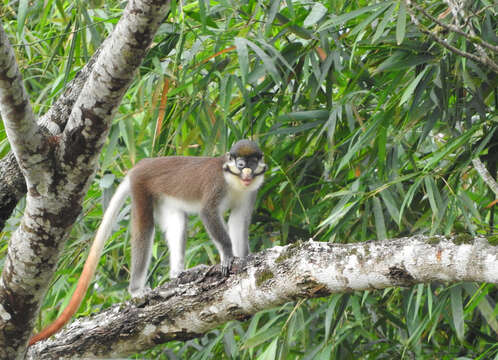 Image of Cercopithecus ascanius whitesidei Thomas 1909